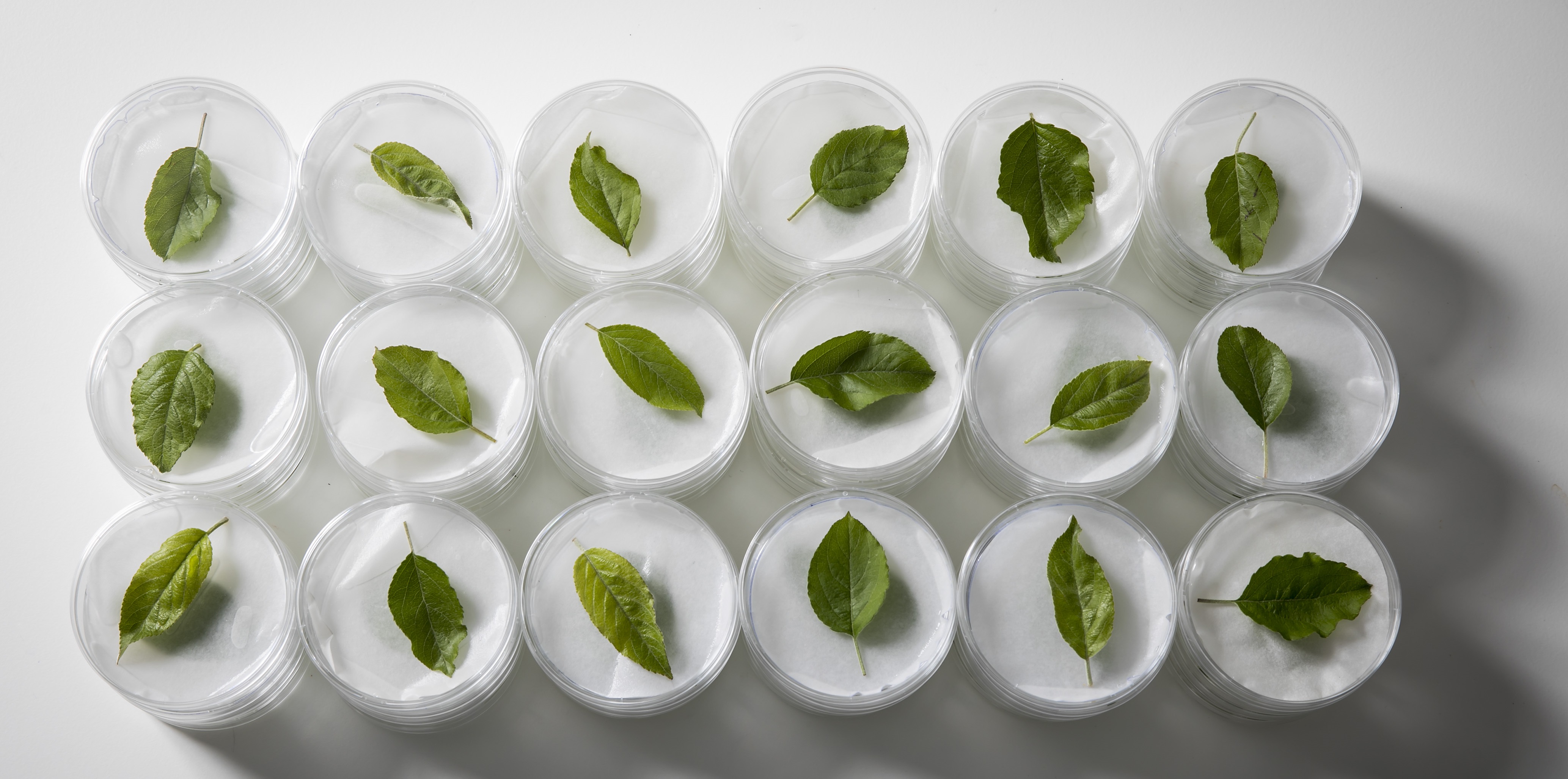 Bioseguretat Vegetal i Conceptes Bàsics de Bioseguretat (1h)
