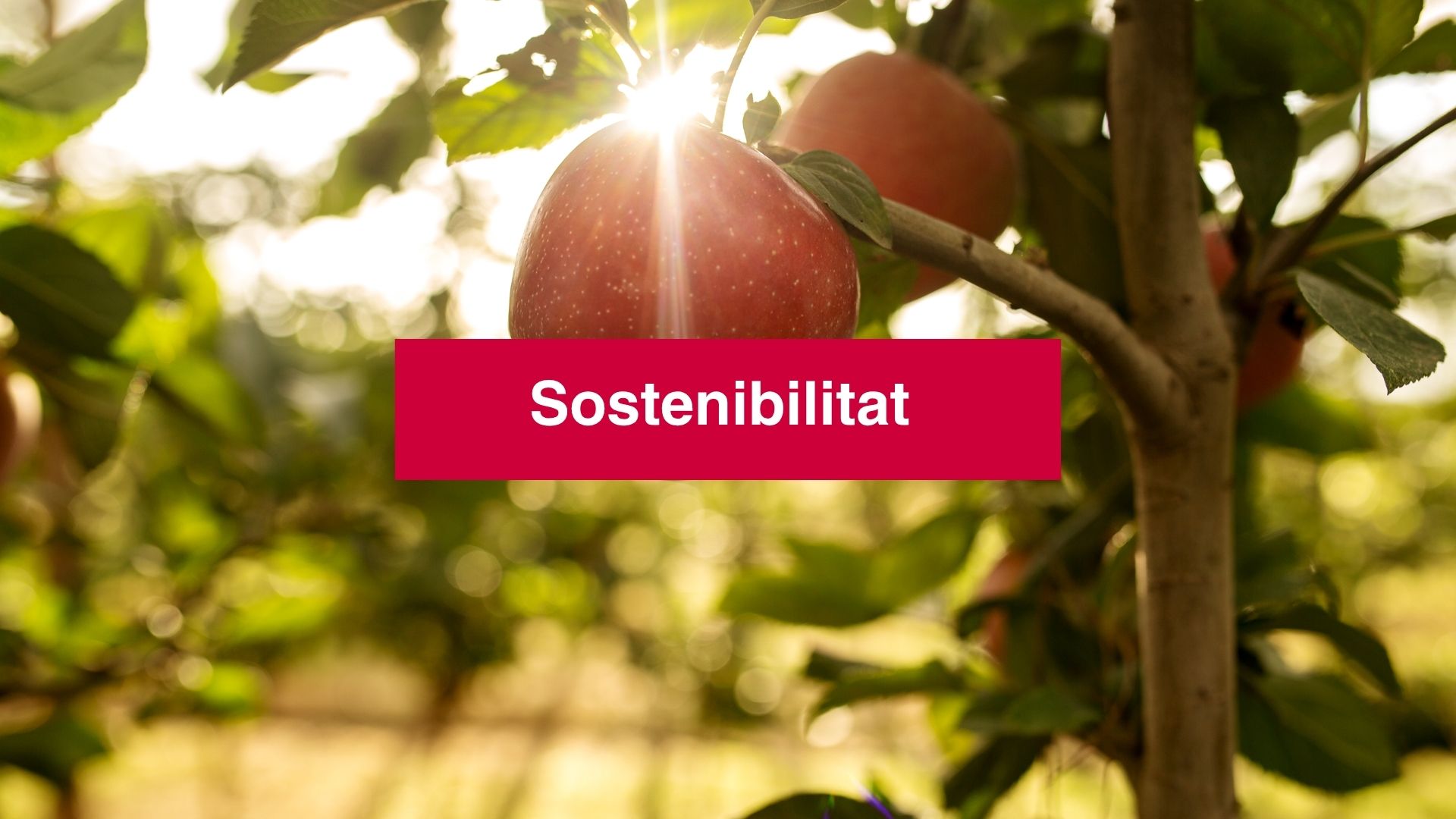 sostenibilitat